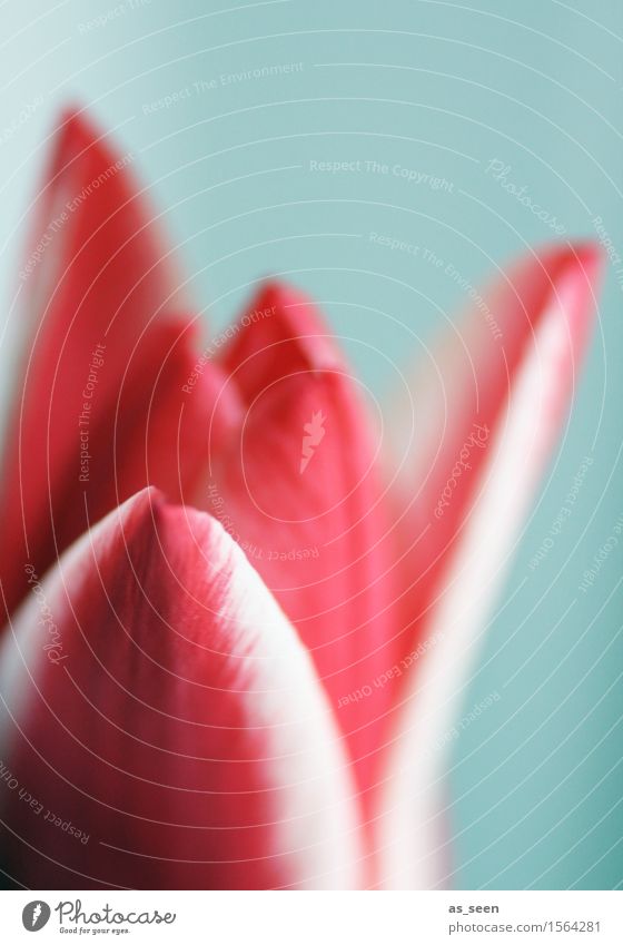 Tulipa Lifestyle elegant Wellness Leben harmonisch Sinnesorgane ruhig Dekoration & Verzierung Feste & Feiern Muttertag Ostern Umwelt Natur Pflanze Frühling