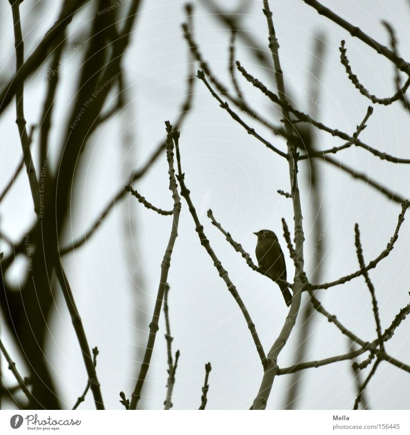 Mini Baum Sträucher Vogel klein trist grau winzig Wicht Zwerg Ast Zweig Geäst trüb Farbfoto Gedeckte Farben Tag Dämmerung