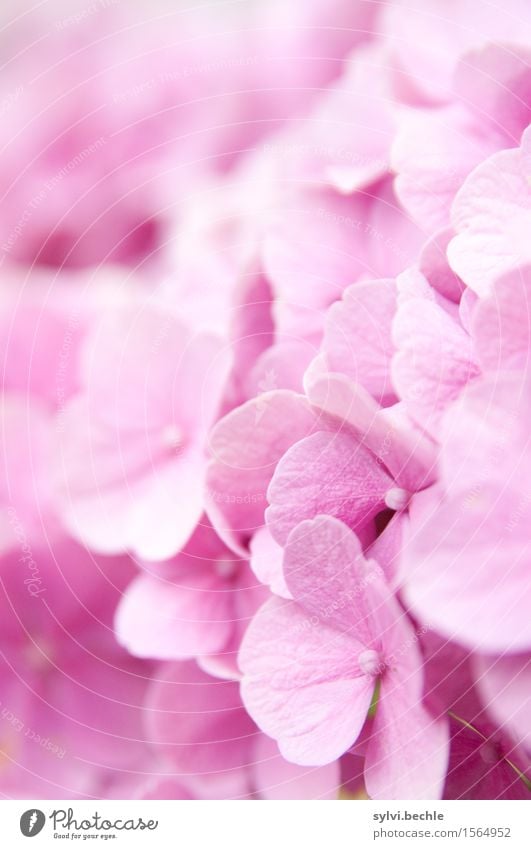 Hortensie Umwelt Natur Pflanze Sommer Blume Sträucher Blüte Garten Blühend Duft natürlich schön rosa Idylle rein Vergänglichkeit Wachstum Wandel & Veränderung