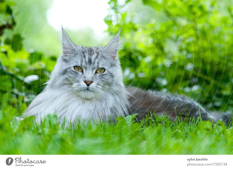 Maine Coon Katze Natur Ein Lizenzfreies Stock Foto Von