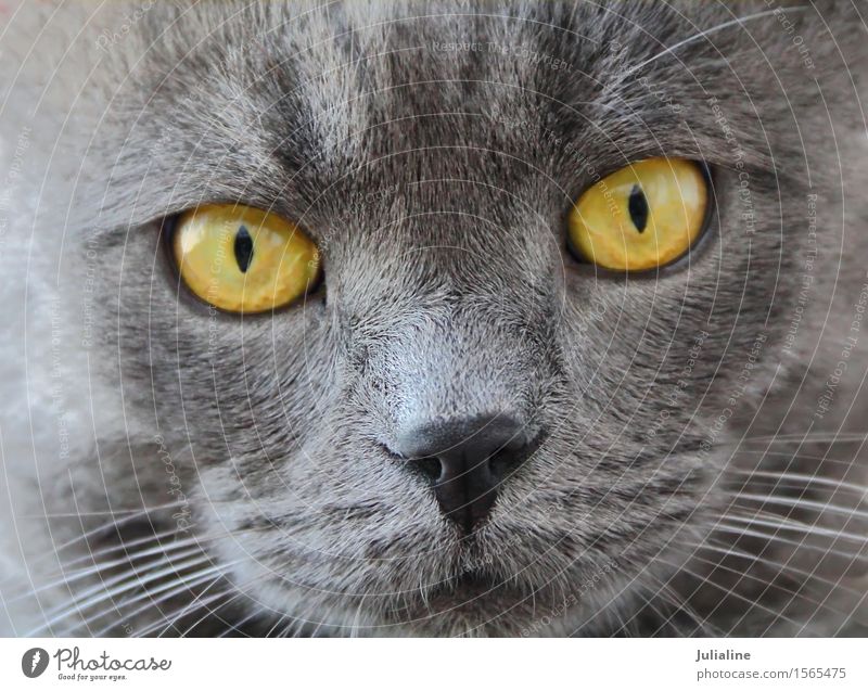 Katzenporträt mit gelben Augen Gesicht Tier Oberlippenbart Haustier nah blau grau Säugetier Backenbart Koteletten schließen Farbfoto