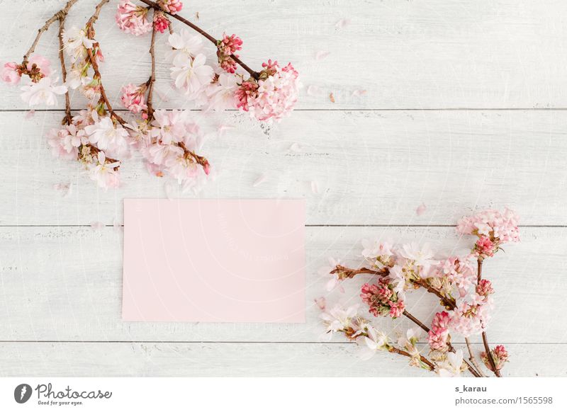 Blumengruß Pflanze Baum Duft Freundlichkeit Fröhlichkeit hell rosa Frühlingsgefühle Freundschaft Postkarte Kirschblüten Hintergrundbild Holz Blüte Muttertag