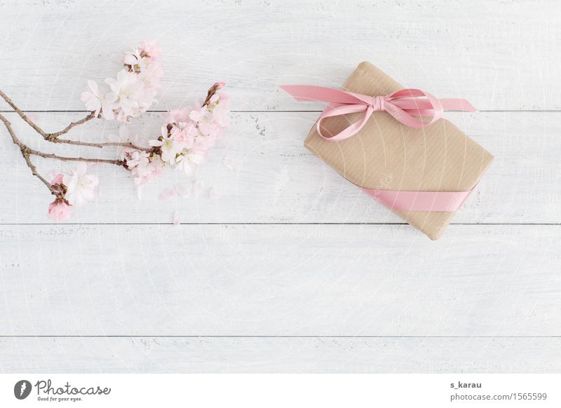 Frühlingszeit Valentinstag Muttertag Hochzeit Geburtstag Taufe Baum Schleife Holz Fröhlichkeit frisch rosa weiß Freundschaft Hintergrundbild Geschenk