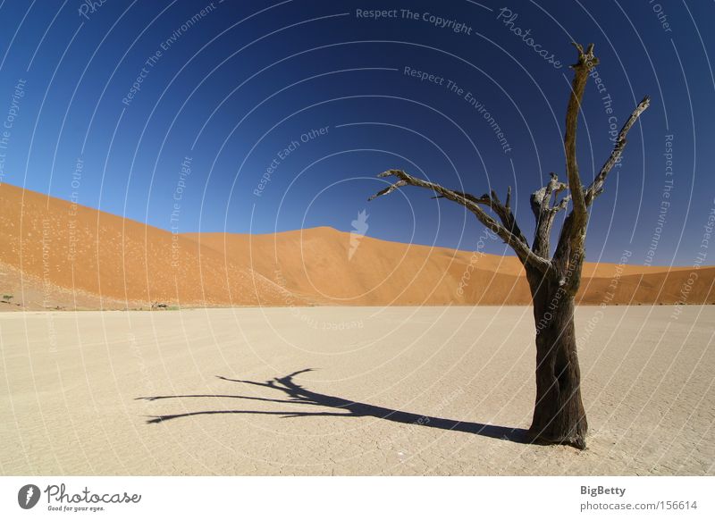 Einsamkeit Afrika Wüste Namibia Düne baum Sossous Vlei Dead Vlei Trockenheit Sesriem Weite Dürre Sand Tod Stille Kameldorn