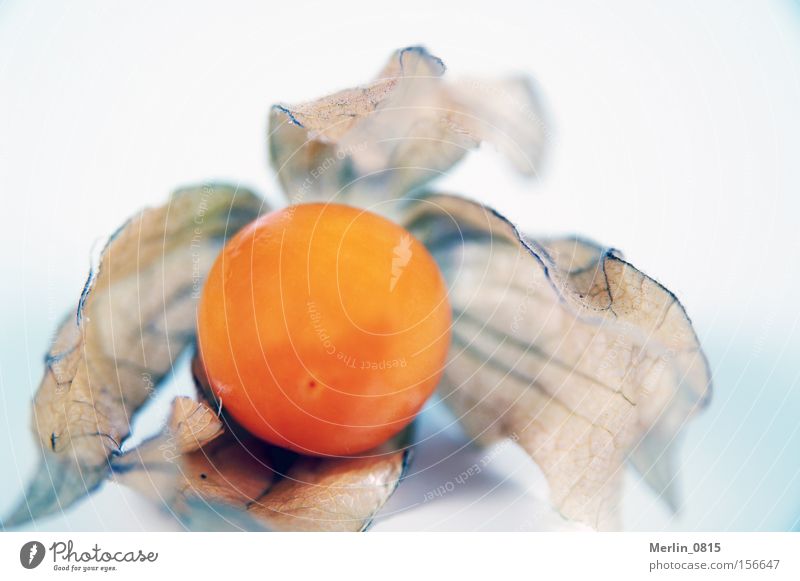 Weiche Hülle - süßer Kern Physalis Frucht Gesundheit Vitamin Urwald tropisch Karibisches Meer klein orange Ernährung Cocktail Dekoration & Verzierung Fruit