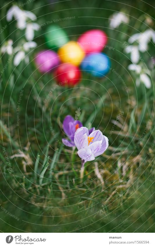 Krokus mit Eiern Lebensmittel Osterei Ernährung Bioprodukte Feste & Feiern Ostern Frühling Blume Frühlingsblume Krokusse Schneeglöckchen Garten Wiese natürlich