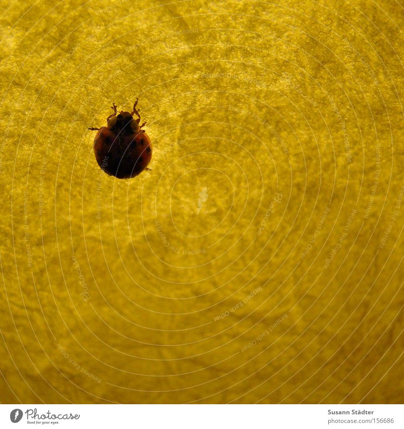 Marieni auf Achse Marienkäfer Licht Lampe krabbeln Punkt Papier Beine Insekt Sommer urinieren fliegen Ikea