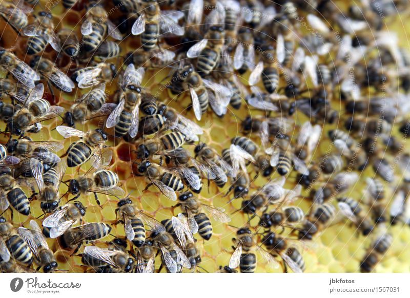 250 / Bei Zweifel, bitte nachzählen Lebensmittel Ernährung Umwelt Natur Klima Schönes Wetter Tier Nutztier Biene Honigbiene Tiergruppe Schwarm Aggression
