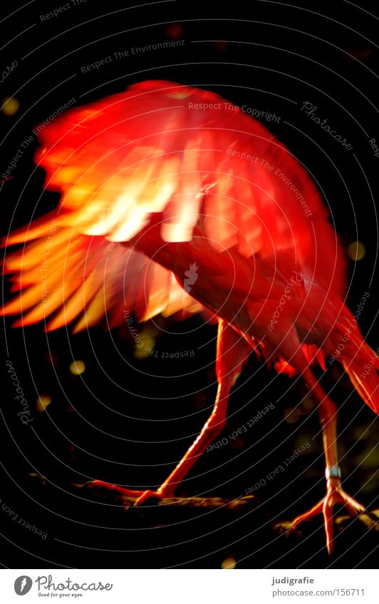Feuervogel Vogel rot Flügel Feder Natur Aufregung Zauberei u. Magie Tier Licht Farbe feuerrot