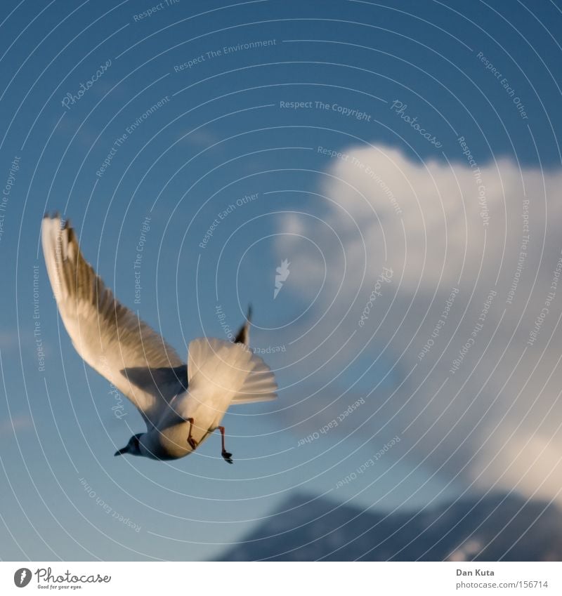 Am Arsch! Vogel außergewöhnlich Hinterteil Schatten Himmel Freude Spielen Möve drehen Bürzel Feder Haltungsnote: 9.9 fliegen Flügel Marionette Schwanz
