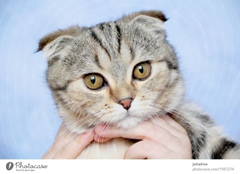 Katze mit gelben Augen Tier Oberlippenbart Haustier Streifen grau Säugetier Backenbart Koteletten Farbfoto