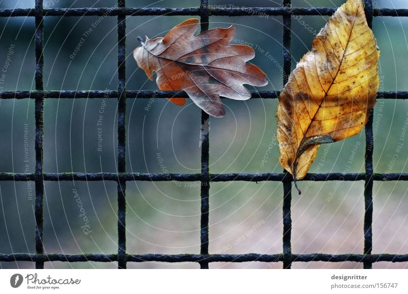 Warteschlange Herbst Blatt Zaun Gitter gefangen hängenbleiben geschlossen schließen Freiheit frei befreien Befreiung verfangen
