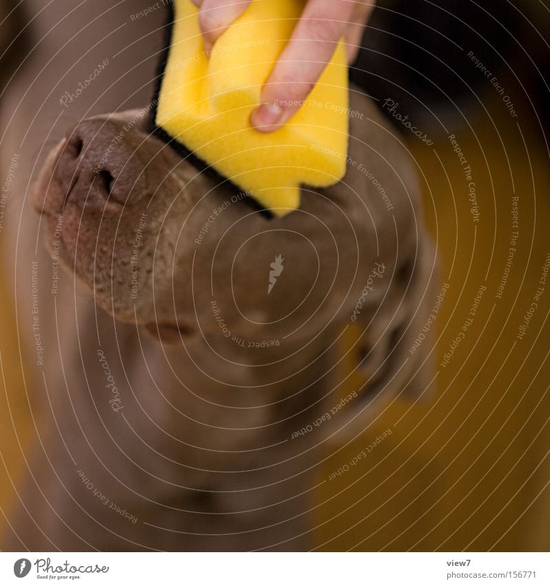 Reinigung Freude Körperpflege Duft Fell Hund machen Reinigen streichen dreckig Freundlichkeit frisch kuschlig niedlich Sauberkeit schön gelb