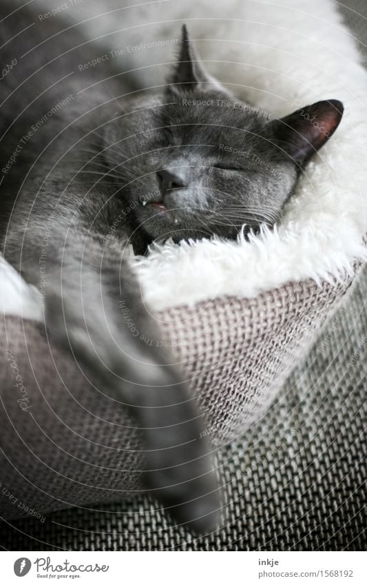 Wenn er schläft,... Haustier Katze Tiergesicht Katzenkopf Hauskatze 1 Nestwärme Kissen schlafen kuschlig weich Gefühle Stimmung Zufriedenheit Geborgenheit