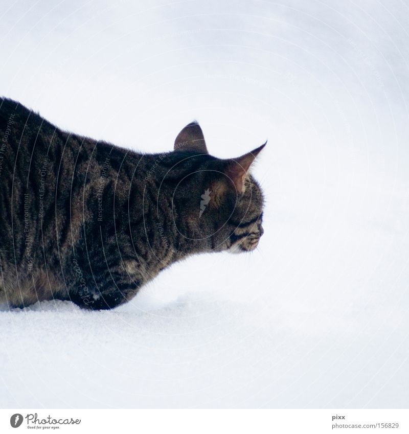 Lunes "glücklich" im Schnee Katze Winter beobachten Tier Haustier Jagd kalt Vertrauen Kleintier getigert