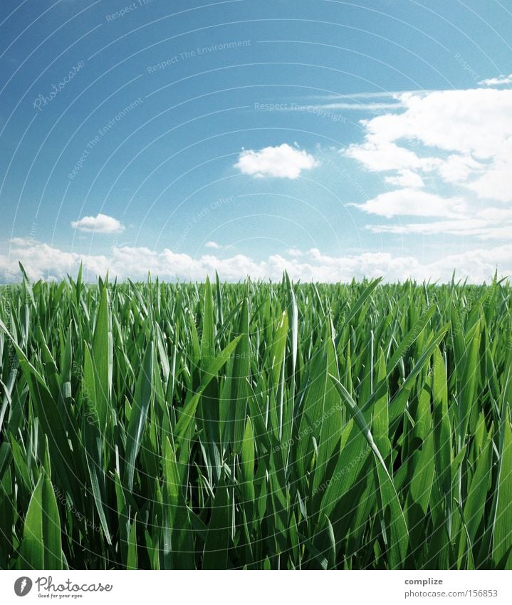 Landwirtschaft Nahaufnahme Makroaufnahme Sonnenstrahlen Getreide Bioprodukte Ferne Sommer Natur Pflanze Himmel Wolken Horizont Frühling Wetter Schönes Wetter