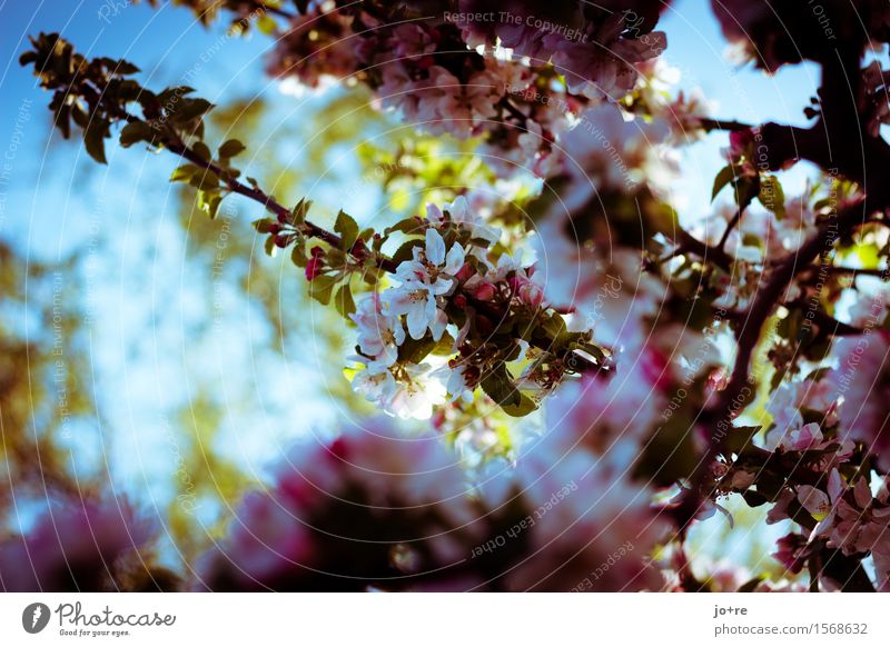 Apfelblüte Natur Pflanze Himmel Sonnenlicht Frühling Schönes Wetter Baum Blüte Obstbaum Apfelbaum Blühend blau grün rosa Frühlingsgefühle Farbfoto Außenaufnahme