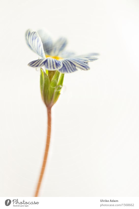 Blau - Weiß gestreifte Primel - hochkant elegant Garten Dekoration & Verzierung Feste & Feiern Muttertag Ostern Natur Pflanze Blume Blüte Topfpflanze