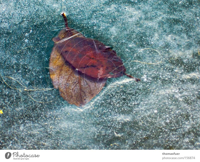 gefangen Eis Blatt See Winter Tiefkühlkost kalt Frost konserviert Konservendose Wintermorgen Winterpause Winterblume Vergänglichkeit gefroren