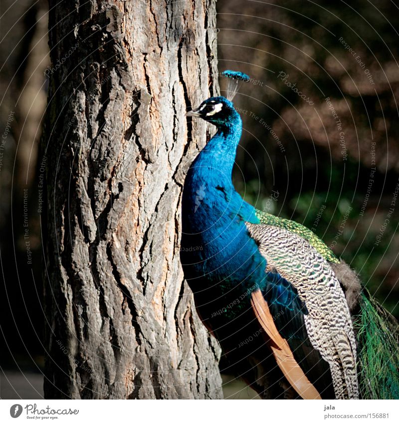 Schönheit in Blau Pfau blau Vogel Feder Kopf Auge Tier schön ästhetisch Stolz Blick Schnabel Baum