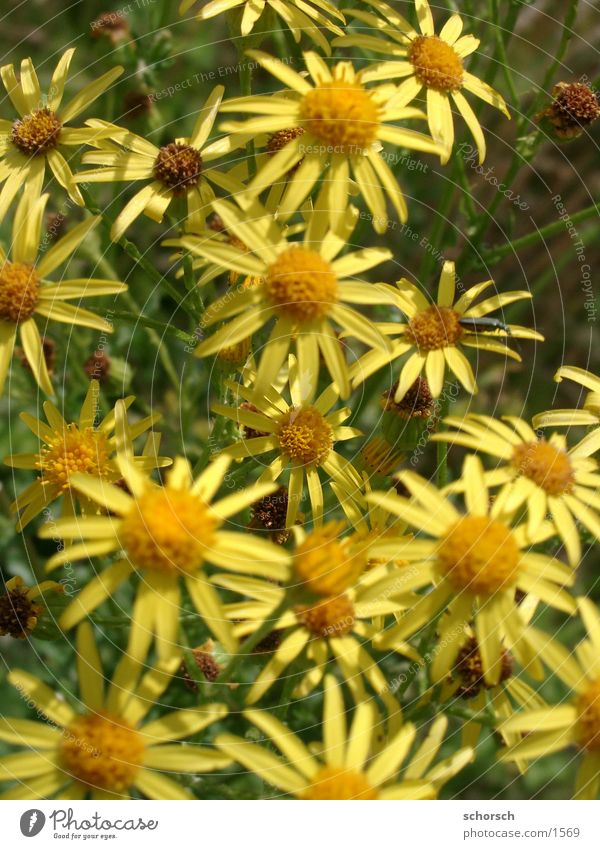 Käfer auf Blume gelb grün Blüte Tier Pflanze Park