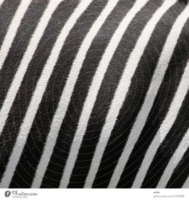Schwarz-Weiß Tier Wildtier Zebra Zebrastreifen 1 Linie Streifen schwarz weiß Tarnung Säugetier Fell gestreift Schwarzweißfoto Außenaufnahme Nahaufnahme