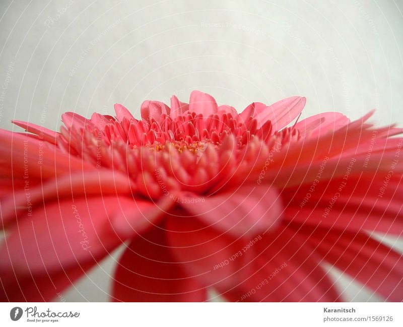 Gerbera Pflanze Blume Blüte ästhetisch frisch positiv rosa rot Gefühle Lebensfreude Sympathie Romantik schön Duft elegant Farbe Freundschaft Perspektive