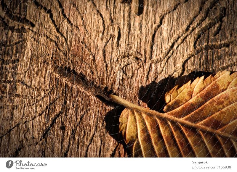 Blattflucht Herbst Holz Wurm Käfer Borkenkäfer Schaden Baumstamm alt braun Park Makroaufnahme Nahaufnahme Maden Zeichen der Zeit Fressgänge