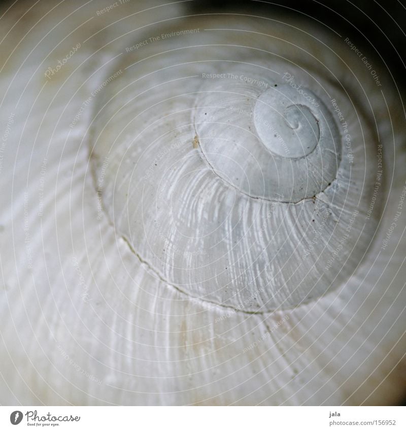 zuhause Schnecke Schneckenhaus Hülle gedreht Spirale rund weiß Natur Makroaufnahme Windung Kalk Nahaufnahme Tier