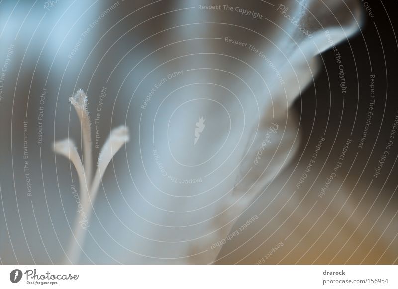 Gladiolus Schleier Nahaufnahme Makroaufnahme Natur Pflanze Blume Blüte weiß rein Gladiolen Imkerschleier Blütenstempel Stempel Reinheit weißer Vail Drarock