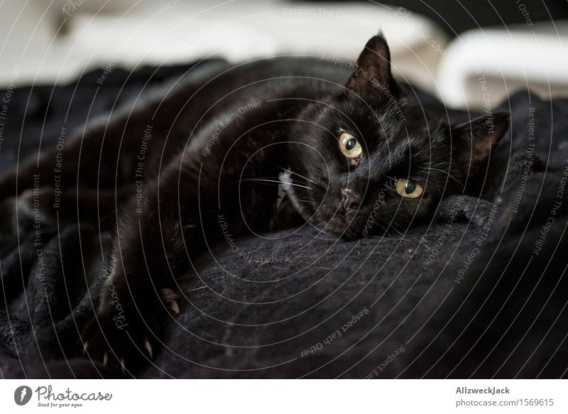 Loundry Softness Inspector Haustier Katze 1 Tier schwarz Geborgenheit Trägheit Frieden Mittagsschlaf Hauskatze ausruhend Farbfoto Innenaufnahme Nahaufnahme