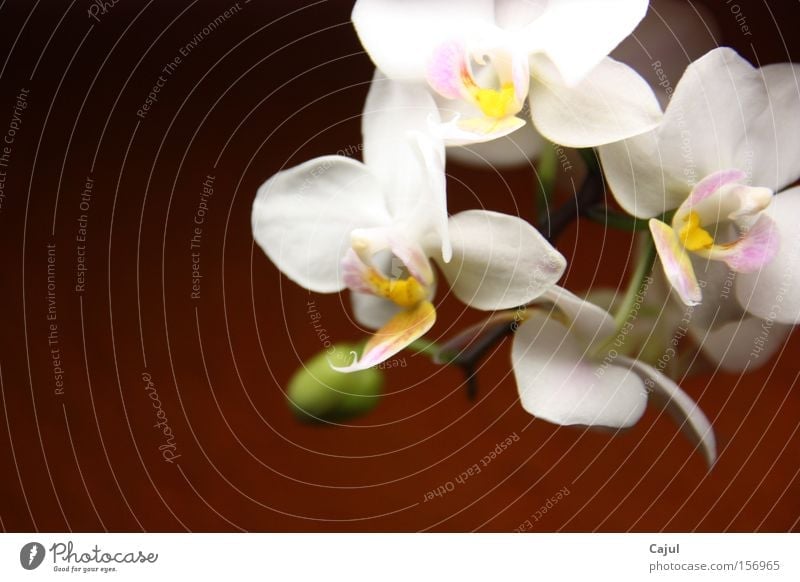 Ins Licht gesetzt Orchidee weiß Wurzel Luft Blütenknospen Stengel Wand Farbe Grüner Daumen grün Ochrideen Phalaenopsis Rispe