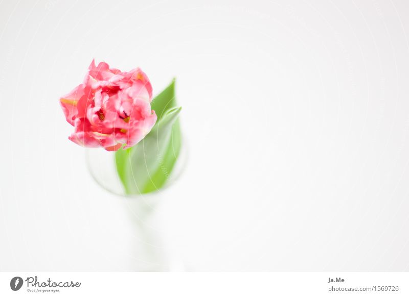 Tulpe im Glas Natur Pflanze Frühling Blume Blatt Blüte Blühend Duft ästhetisch grün rosa weiß Vergänglichkeit feminin Farbfoto mehrfarbig Innenaufnahme