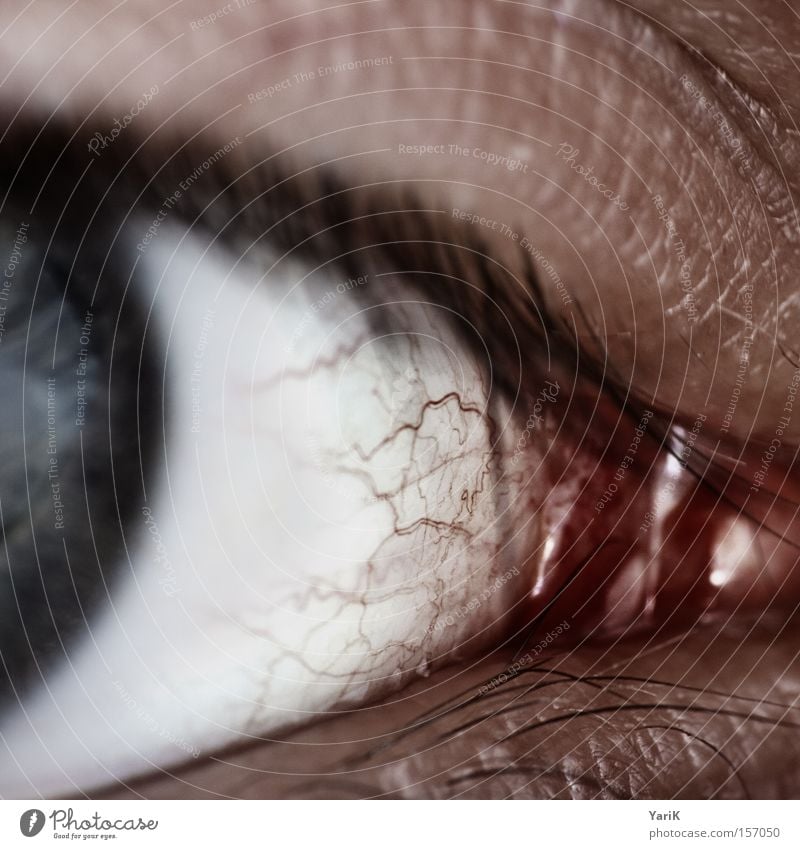 T-Virus Auge Regenbogenhaut Pupille Gefäße rot Wimpern weiß blau Kontrast Makroaufnahme Detailaufnahme Nahaufnahme