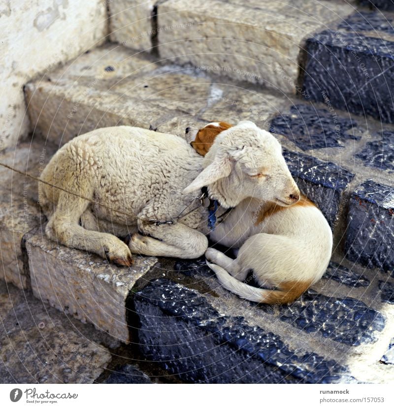 Wahre Liebe Tier weich Schaf Lamm Wolle bezwingbar unschuldig Zusammensein Säugetier Frieden wenig niedlich Schritt Kindheit reizvoll