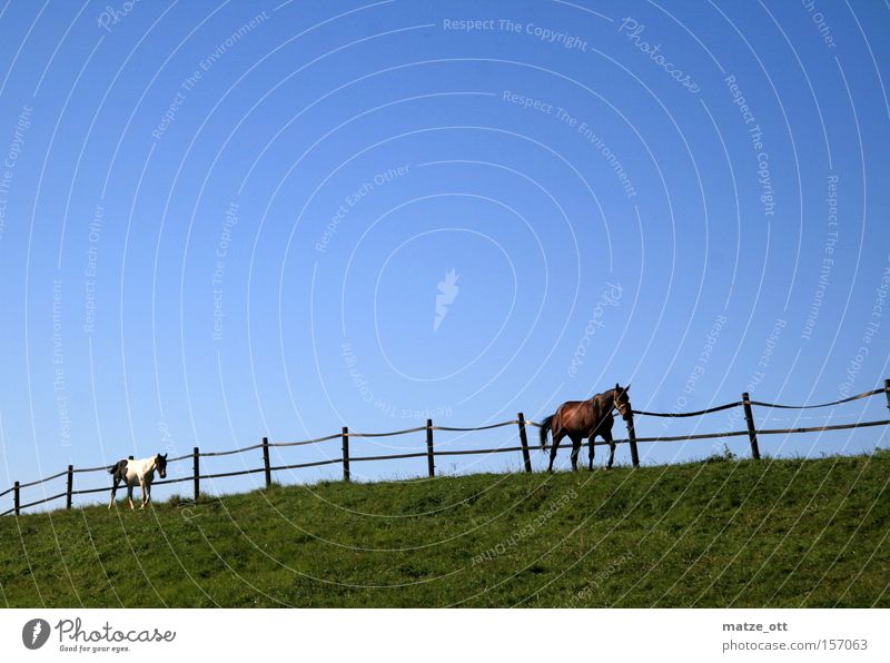 Ausritt Pferd Weide Weidezaun Reiten Tier Natur Rasen Gras Himmel blau grün Säugetier Sommer