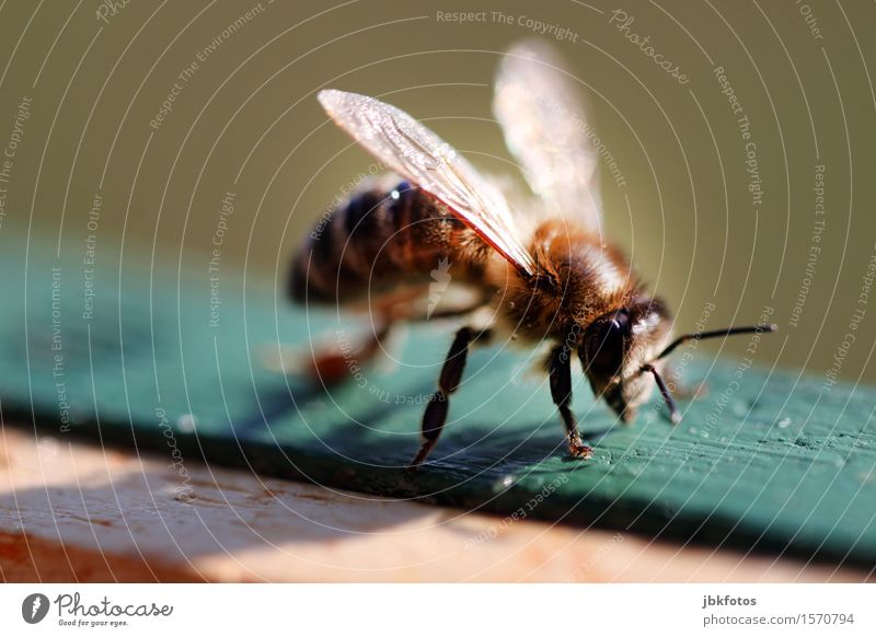 Imkerfreude Lebensmittel Ernährung Bioprodukte Honig Natur Garten Tier Haustier Nutztier Biene Flügel Honigbiene 1 Gefühle Freude selbstbewußt Mut Leidenschaft