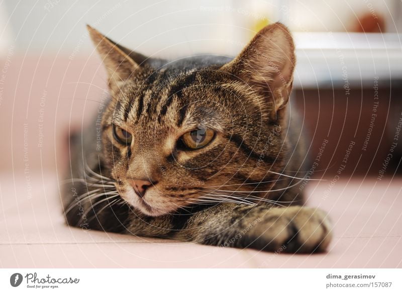 Katze Tier Auge Ohr Gehörsinn Nase Farbstoff Schlafzimmer Säugetier Bad Farbe Pose Innenaufnahme
