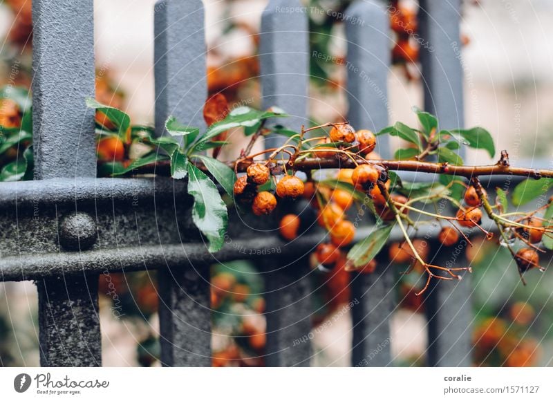 Herbstzeitlose Sträucher Blatt Garten Park nass orange Beeren Beerensträucher Zaun Wachstum durchdringend herbstlich Ernte Erntedankfest Ast Frucht hängend