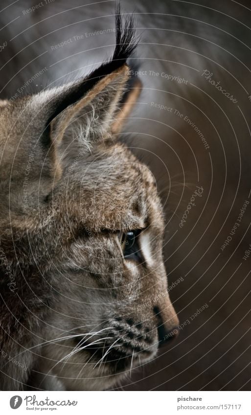 Luxus Luchs Tier Katze hören Konzentration Raubkatze Ohr Säugetier Europa pischare Silhouette