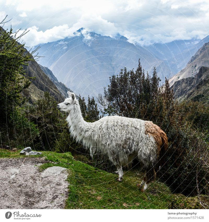 Lama's Lama Ferien & Urlaub & Reisen Tourismus Abenteuer Expedition Camping Berge u. Gebirge Natur Landschaft Machu Pichu Peru Südamerika Tier Alpaka 1 Inka