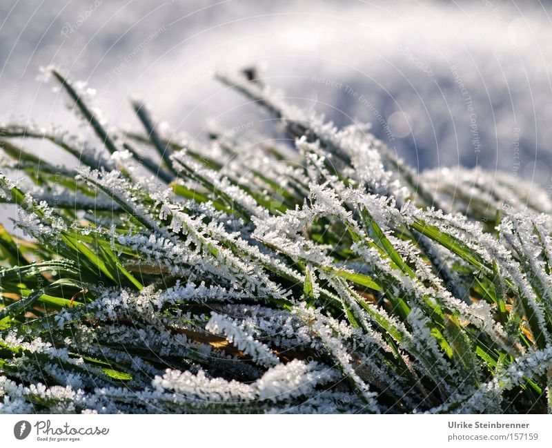 Weißer Raureif auf grünem Gras Farbfoto Außenaufnahme Nahaufnahme Makroaufnahme Tag Sonnenlicht Froschperspektive Winter Schnee Natur Pflanze Schönes Wetter Eis