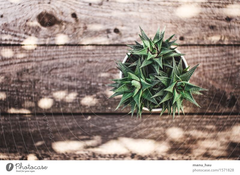 "Stecher" exotisch Wohnung Garten Dekoration & Verzierung Umwelt Natur Pflanze Frühling Kaktus Grünpflanze Topfpflanze Erotik fest natürlich grün Farbfoto