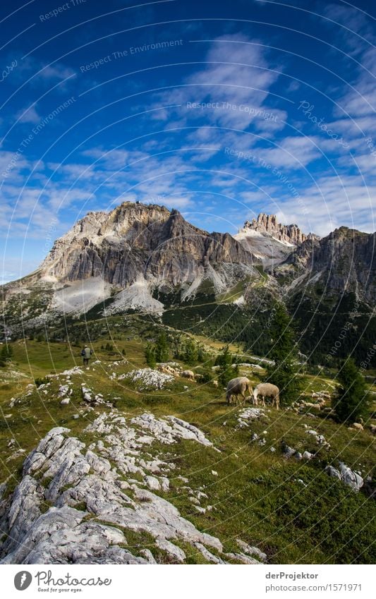 Dolomitenidylle mit Schafen Ferien & Urlaub & Reisen Tourismus Ausflug Ferne Freiheit Berge u. Gebirge wandern Umwelt Natur Landschaft Pflanze Sommer