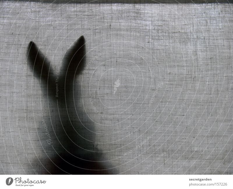 bratschersuchspiel. Hase & Kaninchen Schatten hinten rückwärts Ostern sitzen Schwarzweißfoto Vorhang Jalousie Fenster Pause Versteck dunkel