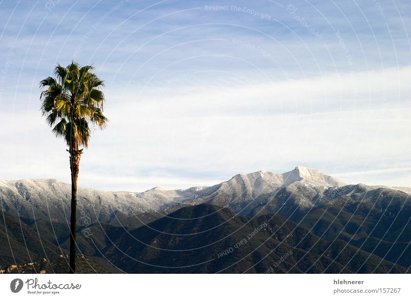Südkalifornischer Schnee Kalifornien Natur Landschaft Wolken Berge u. Gebirge Reisefotografie Himmel Tourismus Winter kalt weiß Panorama (Aussicht) Baum
