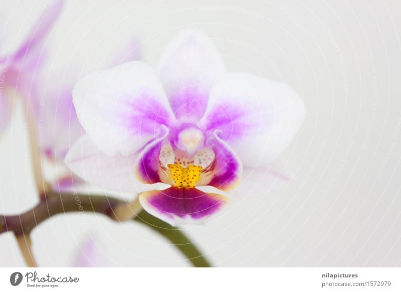 Bluete einer Orchidee elegant exotisch schön Spa Sommer Dekoration & Verzierung Feste & Feiern Valentinstag Hochzeit Natur Pflanze Frühling Schönes Wetter Blume