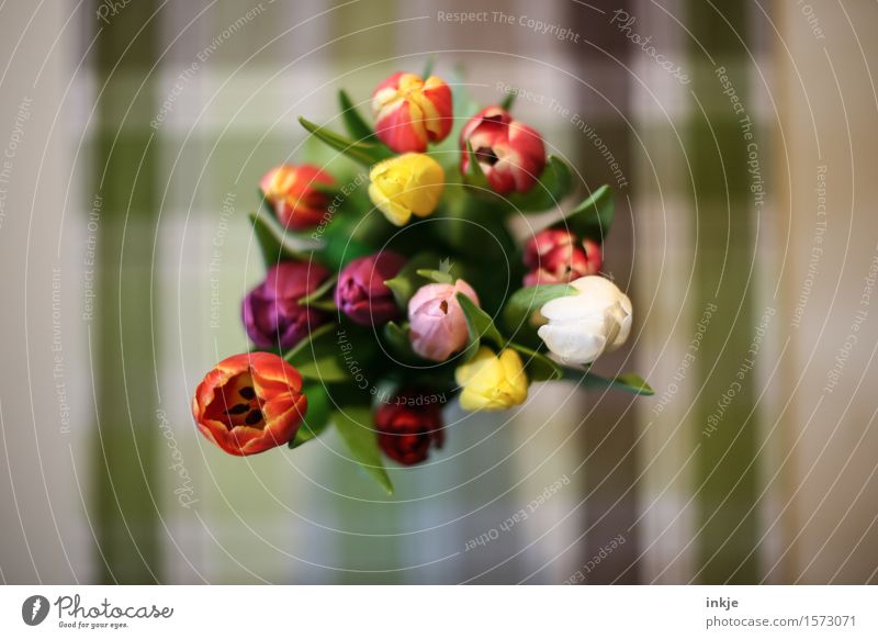 Osterstrauß Lifestyle Häusliches Leben Dekoration & Verzierung Feste & Feiern Frühling Blume Tulpe Blumenstrauß Tischwäsche Linie kariert Blühend frisch schön