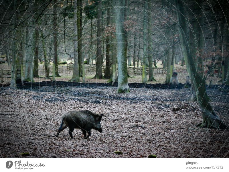 Das Schwein haut ab ! Tier Herbst Baum Blatt Wald Wildtier laufen dunkel wild braun grün Wildschwein Gehege Flucht Baumstamm Säugetier Waldboden
