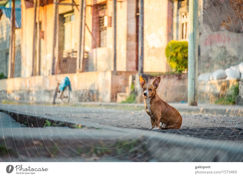Cuba Baracoa Kuba Dorf Kleinstadt Stadtrand Altstadt Haus Platz Mauer Wand Fassade Tier Haustier Hund 1 beobachten Blick warten frei Freundlichkeit Fröhlichkeit